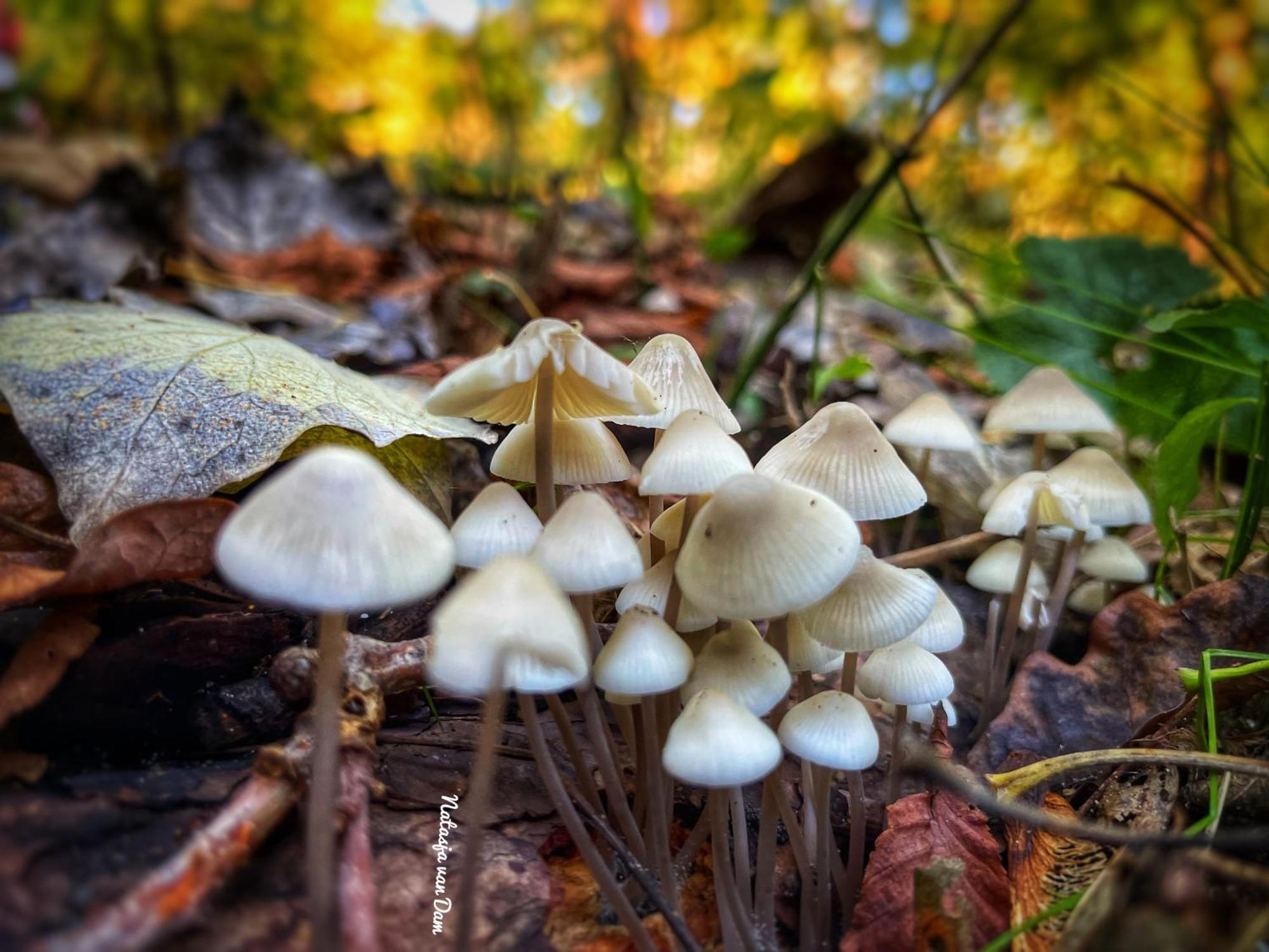Cabin De Duinweg: Direct Aan Duin En Bos ノールトウェイク エクステリア 写真